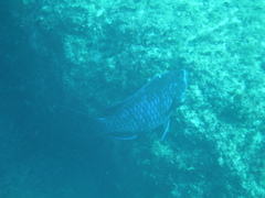 Scarus coelestinus