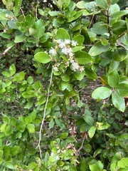 Myrceugenia planipes