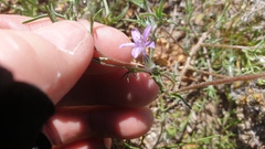 Eriastrum eremicum eremicum