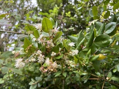 Myrceugenia planipes