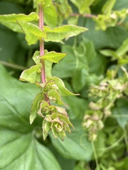 Aphanisma blitoides