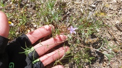 Eriastrum eremicum eremicum
