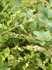 Aphanisma blitoides