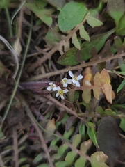 Planodes virginicum