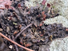 Peltigera horizontalis