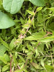 Aphanisma blitoides