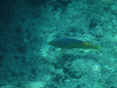 Bodianus rufus