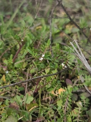 Planodes virginicum