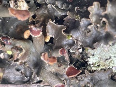 Peltigera horizontalis