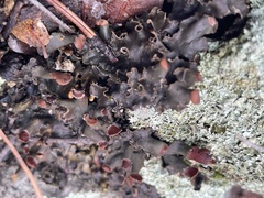 Peltigera horizontalis