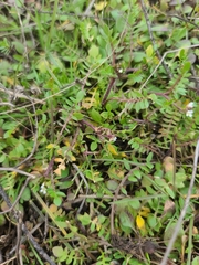 Planodes virginicum