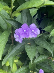 Brunfelsia pauciflora