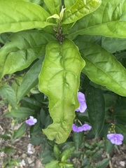 Brunfelsia pauciflora