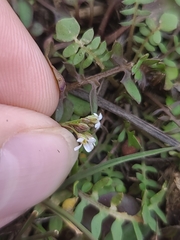 Planodes virginicum