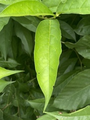 Brunfelsia pauciflora