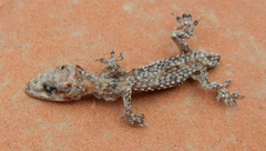 Hemidactylus turcicus