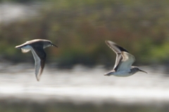 Calidris alpina