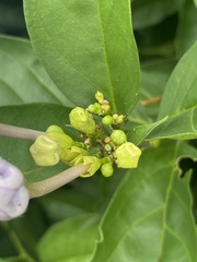 Brunfelsia pauciflora