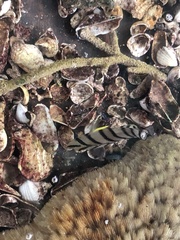 Chaetodon octofasciatus