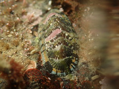 Sypharochiton sinclairi