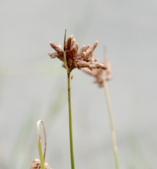 Fimbristylis ferruginea