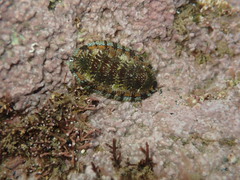 Sypharochiton sinclairi