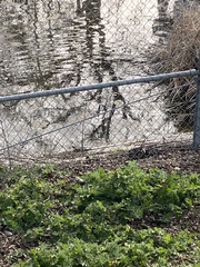 Trachemys scripta elegans