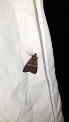 Hydrillodes funestalis