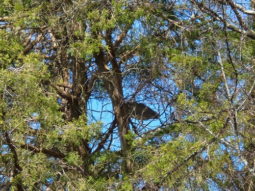 Black-crowned Night Heron photographed in Tennessee