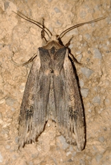 Xylena exsoleta