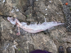 Trachipterus altivelis