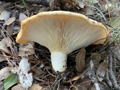 Lactarius zonarius