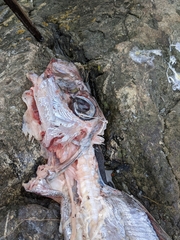 Trachipterus altivelis