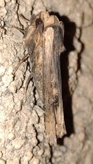 Xylena exsoleta