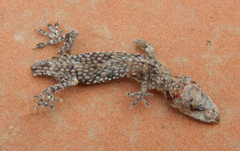 Hemidactylus turcicus
