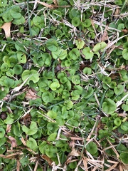 Dichondra repens