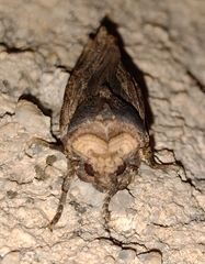 Xylena exsoleta