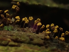 Physarum viride