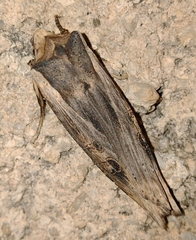 Xylena exsoleta