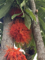 Brownea macrophylla