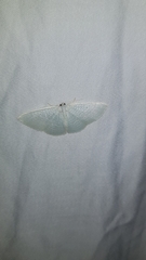 Poecilasthena fragilis