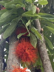 Brownea macrophylla