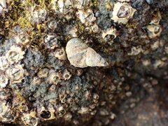 Austrolittorina cincta