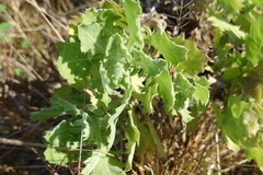 Rayjacksonia phyllocephala