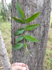 Flindersia australis