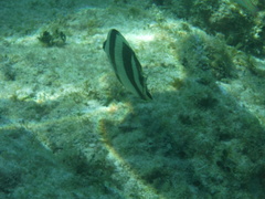 Chaetodon striatus