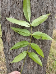 Flindersia australis