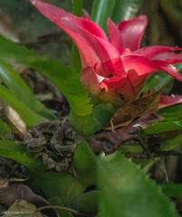 Bothrops jararaca