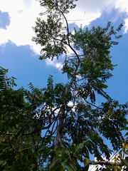 Cananga odorata