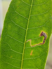 Flindersia australis